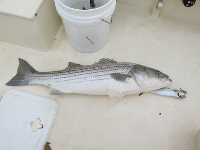 Shallow water striper!